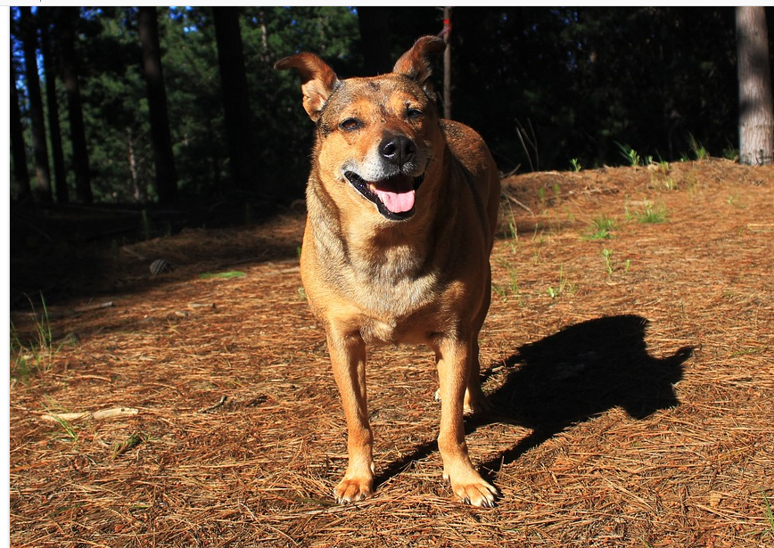 a dog outdoors for workouts