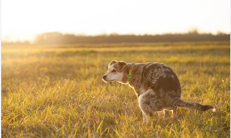 a dog defecating