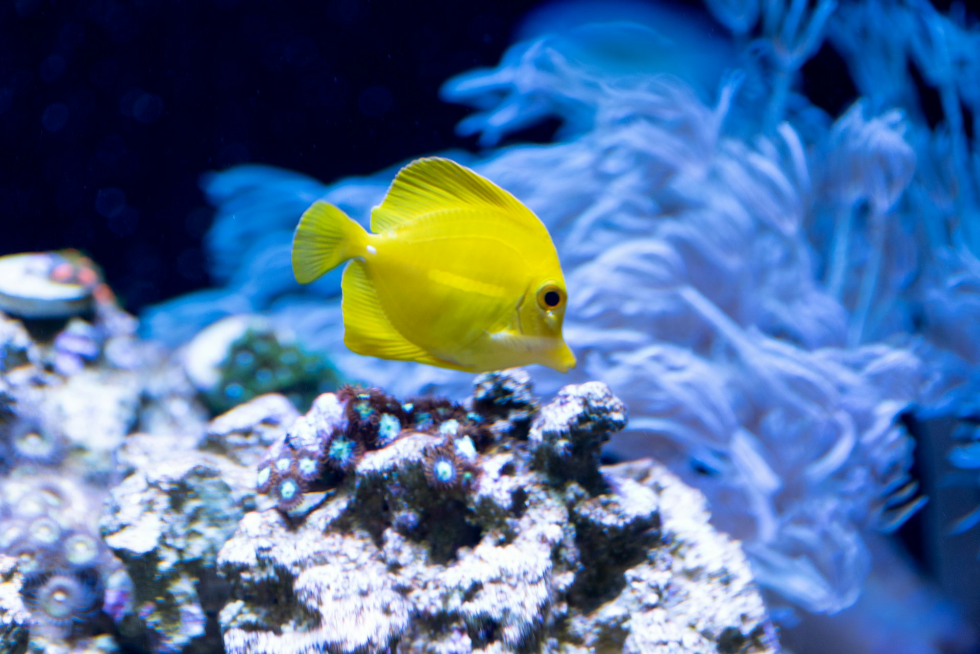 LED Lighting Is Better for Reef Tanks?